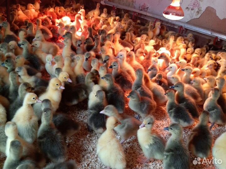 Цветной бройлер, белый бройлер,доминант, индюшата