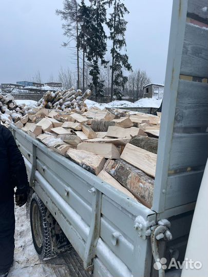 Берёза колотая