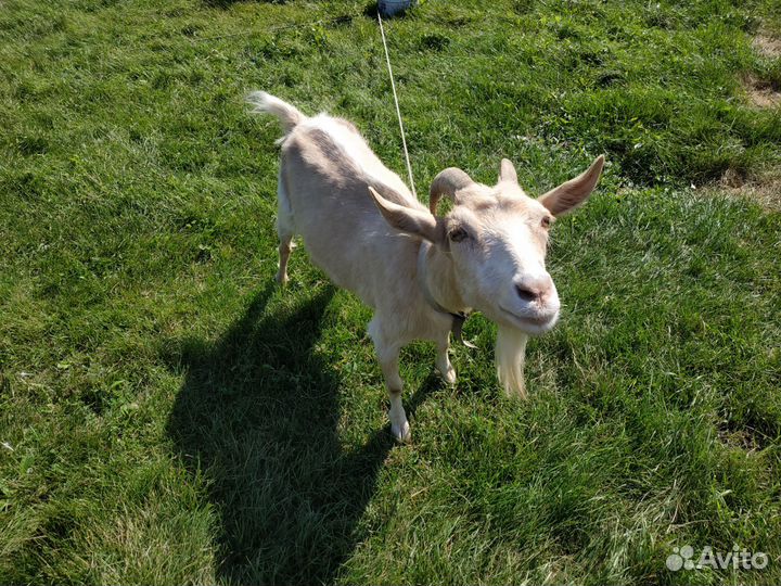 Продается коза
