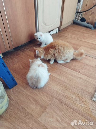 Отдаются котята в добрые руки