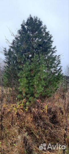 Кедр сибирский