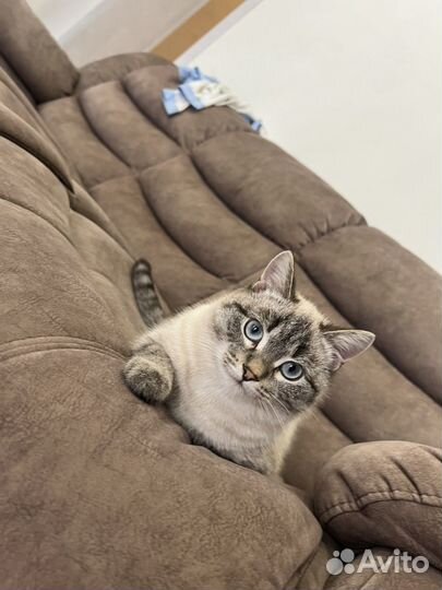 Отдам котика в самые добрые ручки