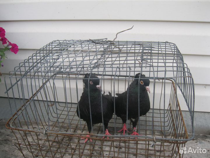 Голуби черные