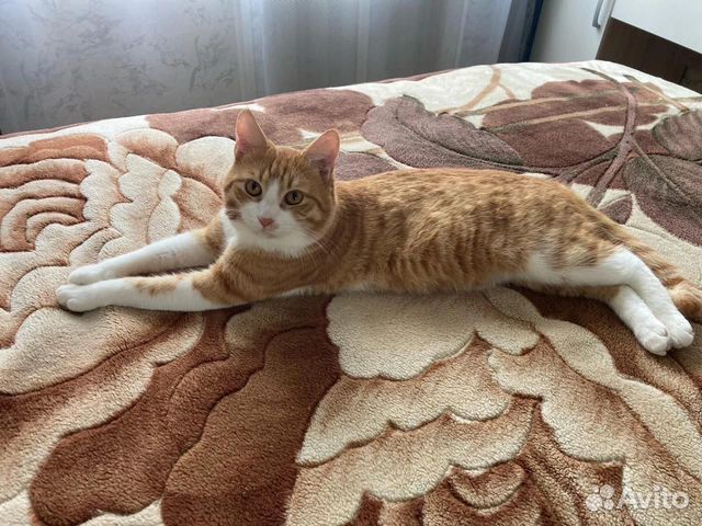 Отдам бесплатно в добрые руки рыжего кота