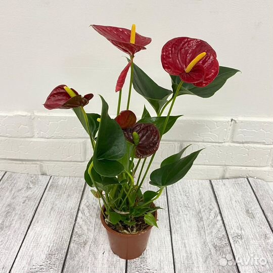 Антуриум роял чемпион 12 40