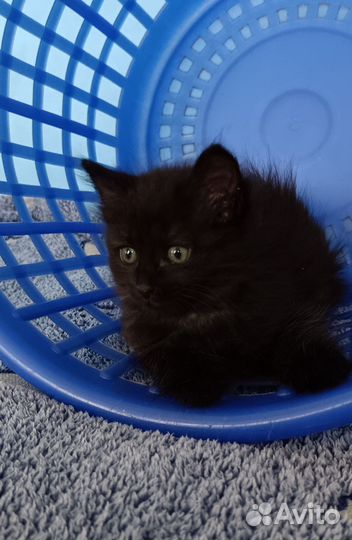 Сибирская кошка