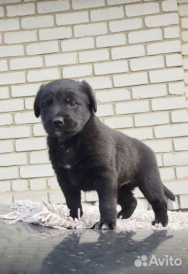 Щенок в добрые руки бесплатно