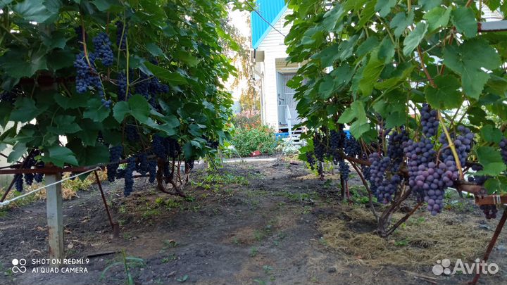 Саженцы винограда