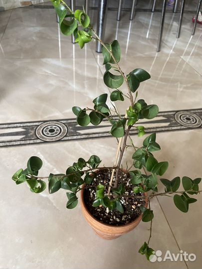 Фикус Баррок, ф. Бенджамина, Драцена