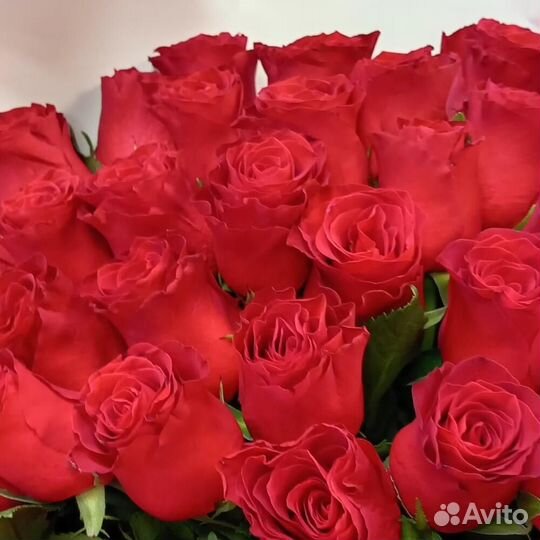 Розы Букет 51 101 роза