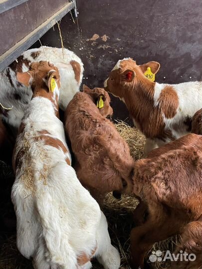 О Телята бычки и тёлки