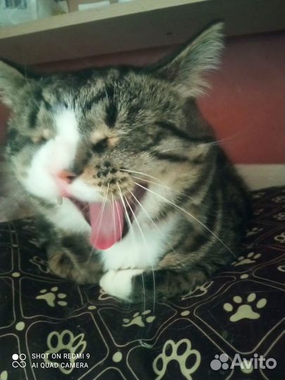 Кот - компаньон нуждается в доме