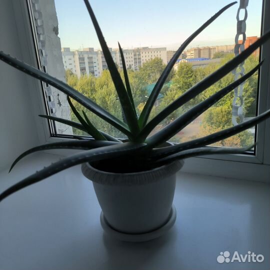 Алоэ вера лечебный