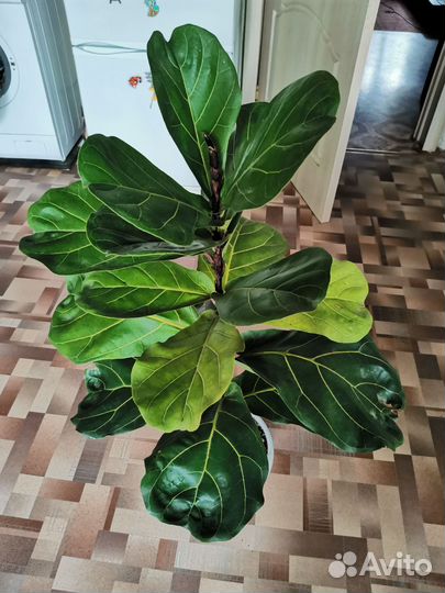 Фикус лирата