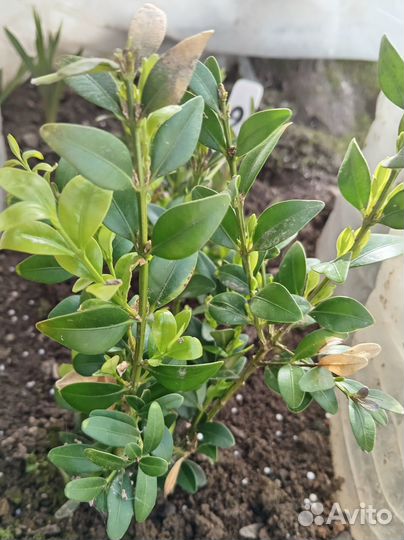 Саженцы самшита