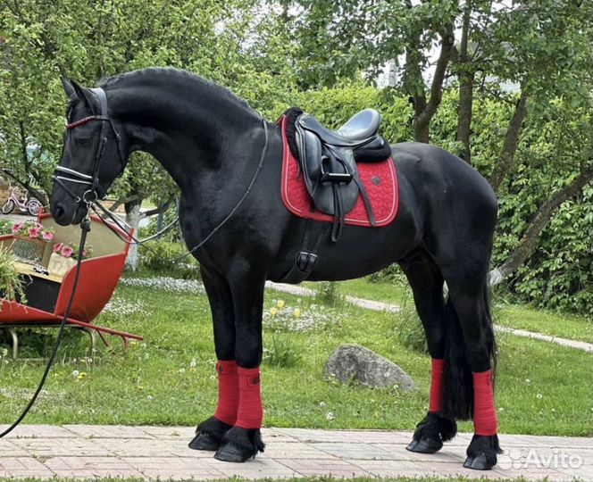 Фризкая лошадь