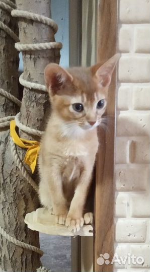Котенок абиссинский (соррель)