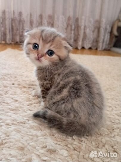 Шотландская золотая шиншилла