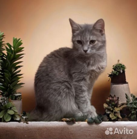 Котенок подросток