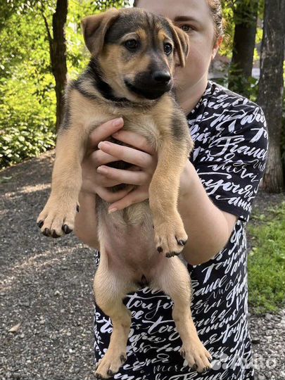 Две девочки в добрые руки