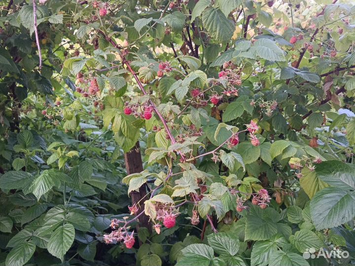 Малина свежая