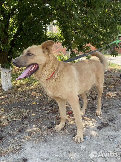 Шикарный мальчик Красавчик