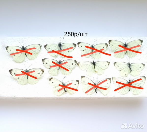 Бабочки засушенные для творчества