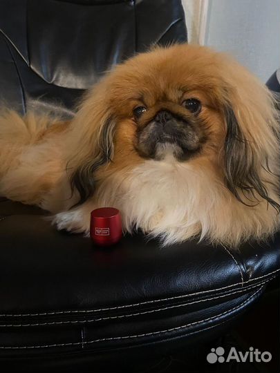 Вязка пекинес