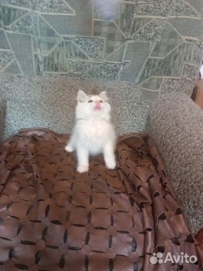 Котенок мальчик бесплатно в добрые руки
