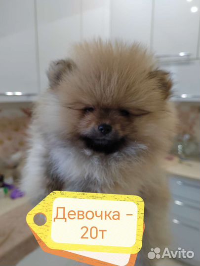 Померанский шпиц