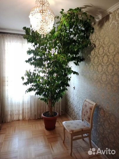 Фикус Бенджамина большой
