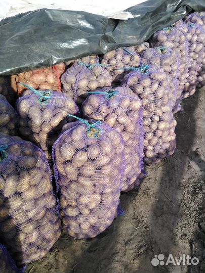 Овощи с доставкой для столовых