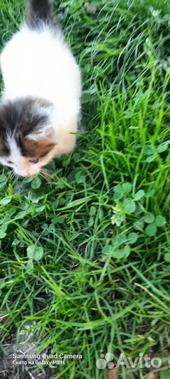 Котенок в дар