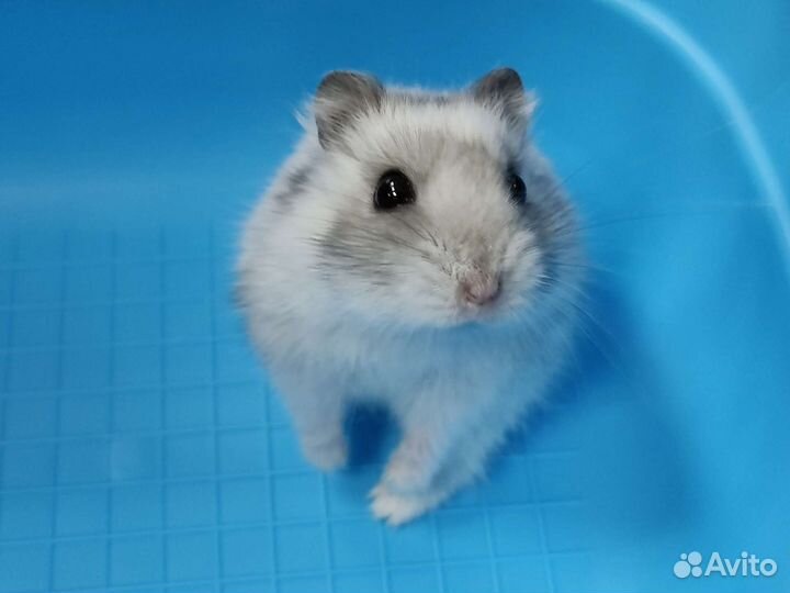 Красивые джунгарские хомячки из питомника