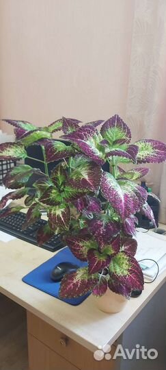 Колеус,сингониум,традесканция,амарилис