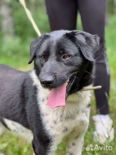 Собака бесплатно в добрые руки