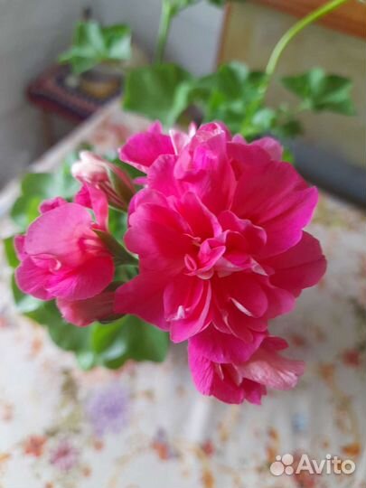 Домашние цветы