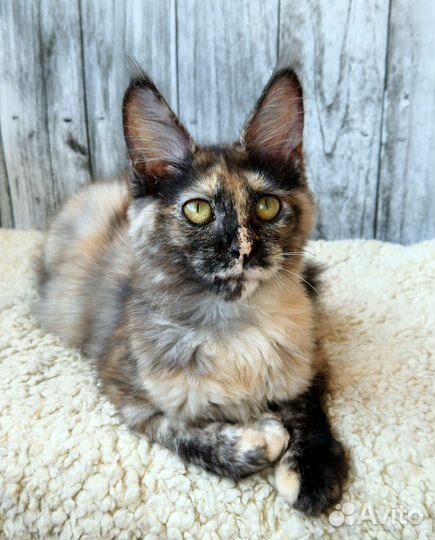 Котенок мейн кун- нежная девочка