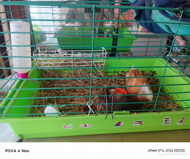 Морские свинки с клеткой