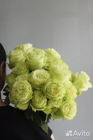 Розы Голландия (70см,80см,90см,100см) опт/розница