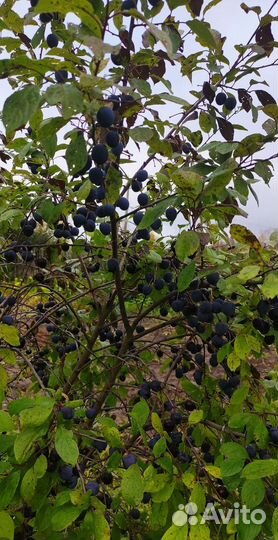 Саженцы сливы