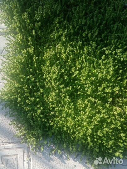 Почвопокровные растения