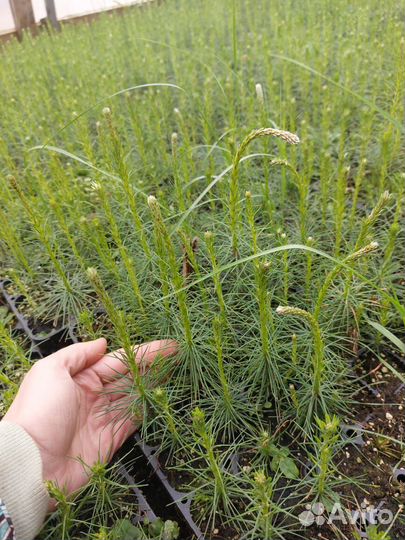 Сеянцы ели европейской зкс от производителя