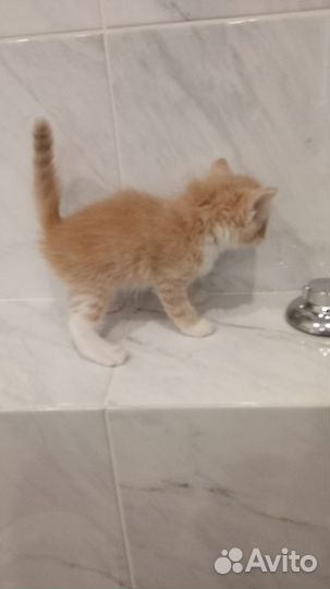 Кошка в дар