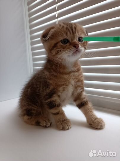 Шотландские вислоухие котята