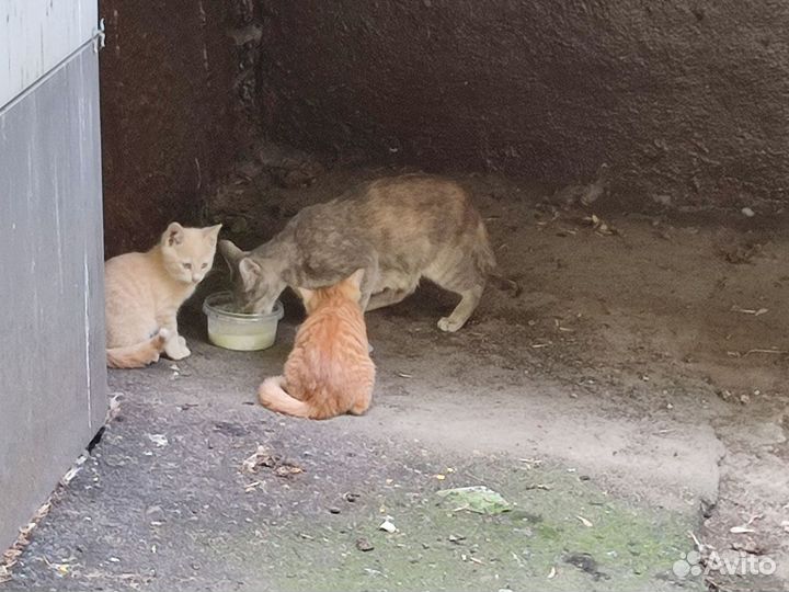 Котята в добрые руки бесплатно