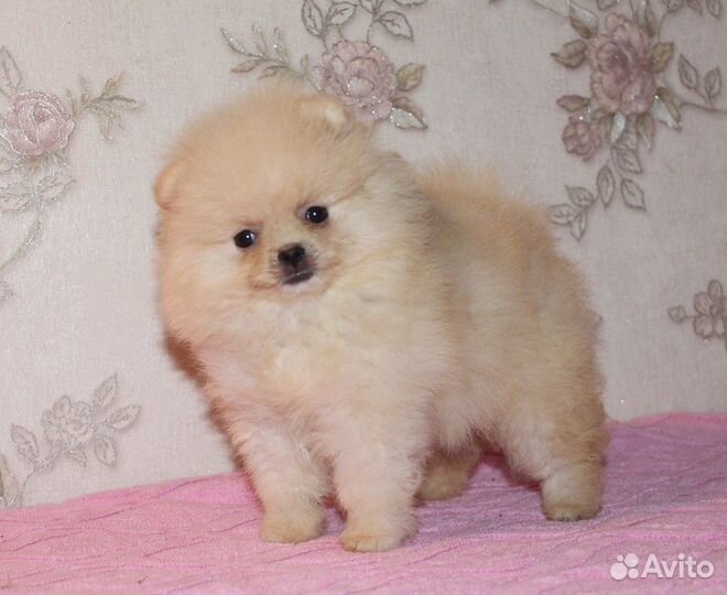 Малыши шпицы