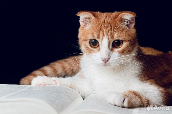 Котенок мальчик в добрые руки