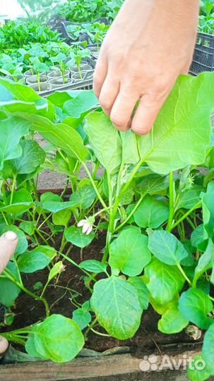 Рассада помидоры огурцы