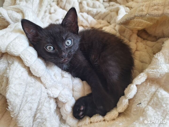 Котёнок чёрный